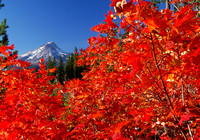 fall color mt hood 2.jpg