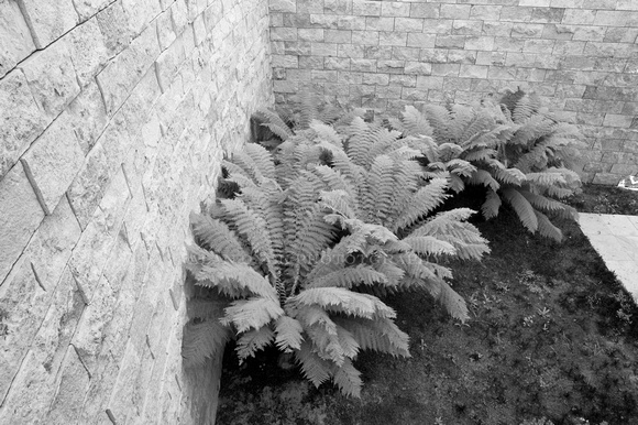 ferns wall bw_D3X6912.jpg