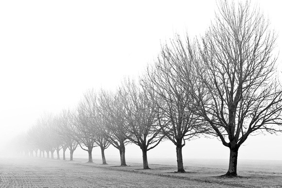 fog_trees_8039