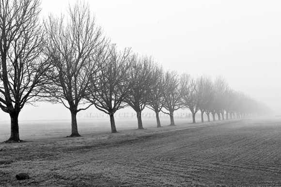 fog_trees_8050