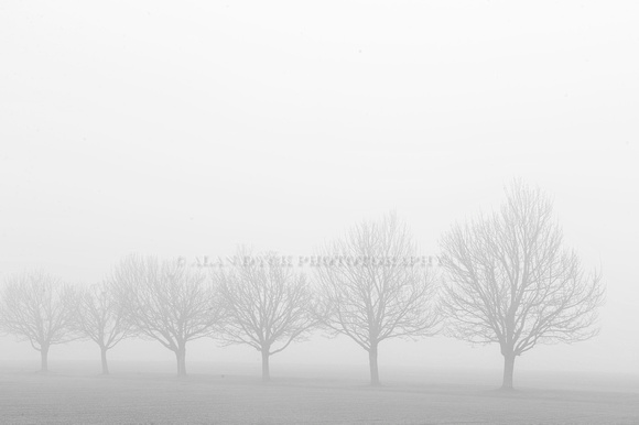 foggytrees_8021_BW