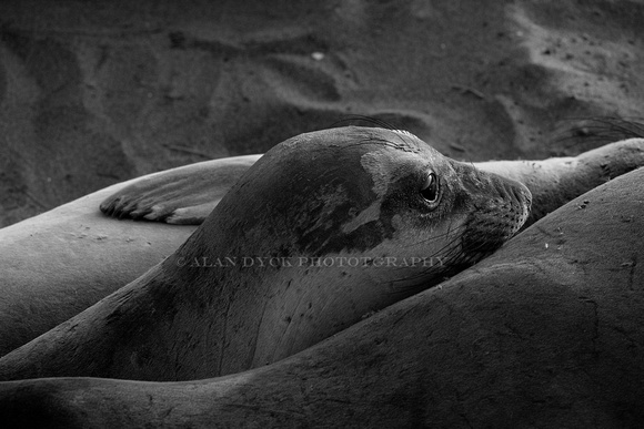 juv female elephant seal BW 0395