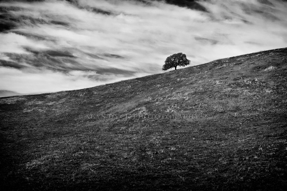 Lonely tree_9203fnl