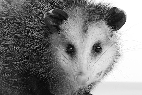 opossum close bw D800