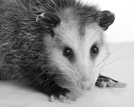 opossum close BW_D804933