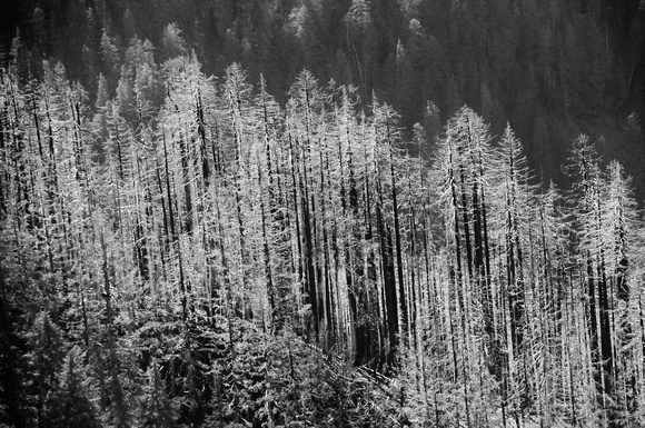 Burned Trees after fire BW_D309466
