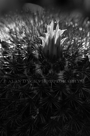 cactus flower_D302320