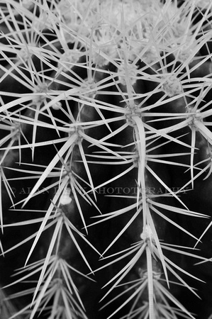 cactus spines bw_D302165