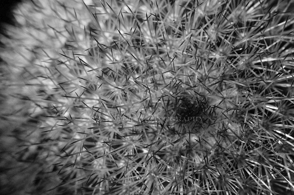 cactus spiny bw_D302239