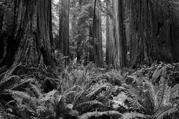 ferns and redwoods  bw_D3X2864