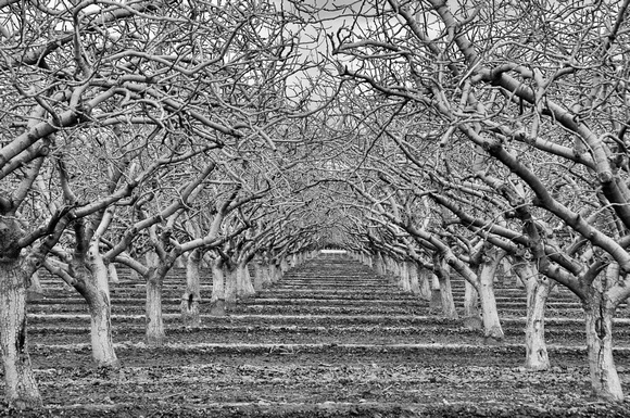 Orchard BW_D302059