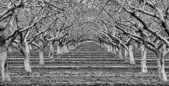 Orchard crop BW_D302059