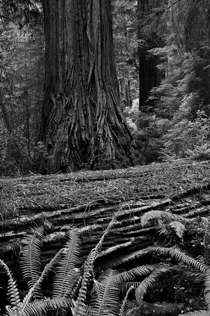 redwood log bw_D3X2874