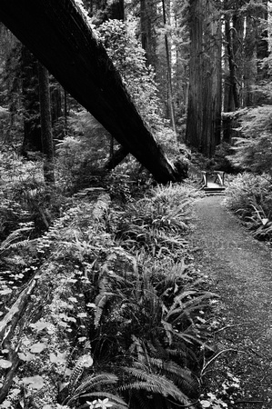 redwood trail to bridge bw_2921