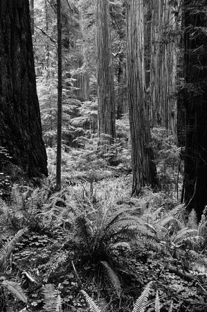 redwoods bw_2907