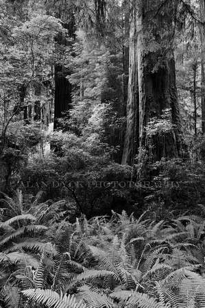 redwoods with brush_D3X2898