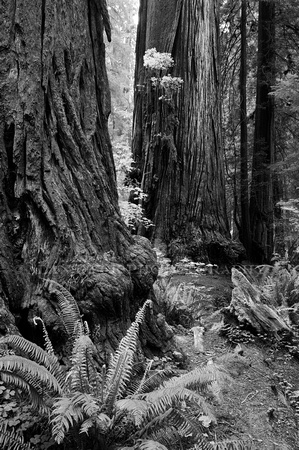 Redwoods bw_D3X2846