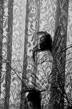 pendelton feather curtain bw_D300184