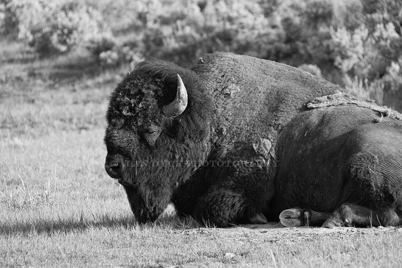 bison bull down_D806062