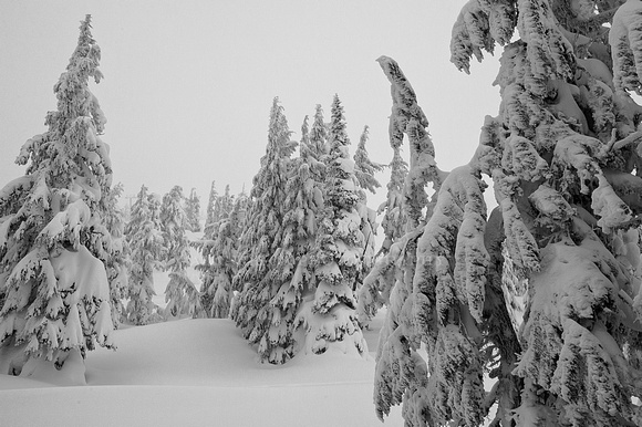 snowy trees_8171_BW1