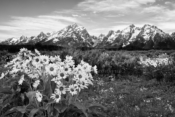 Tetons with flowers_D803100