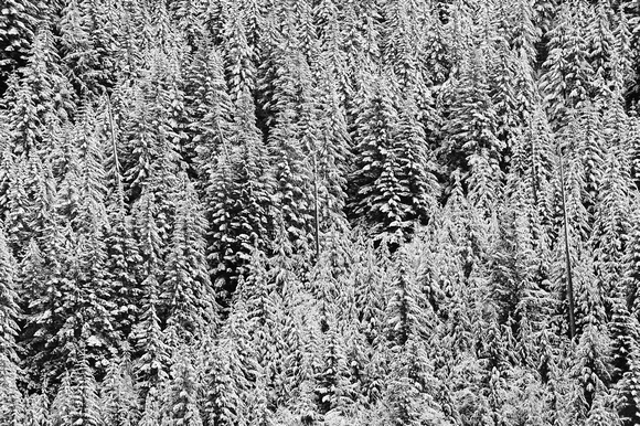 trees_snow_6472.jpg