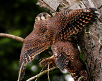wingsspread